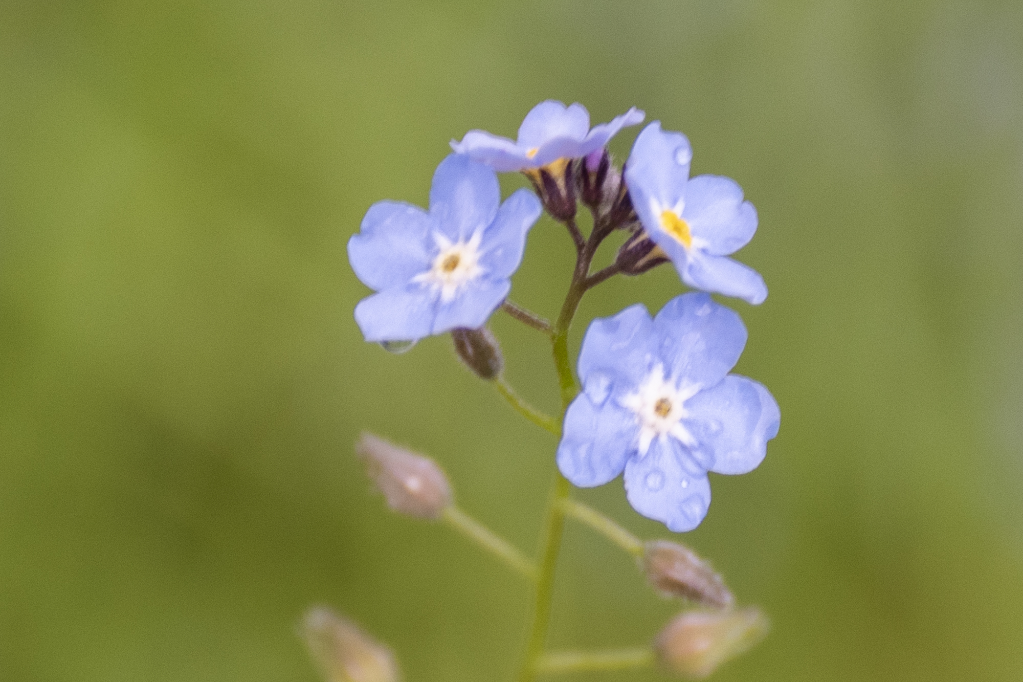 Nærbilde av en Forglemmegei