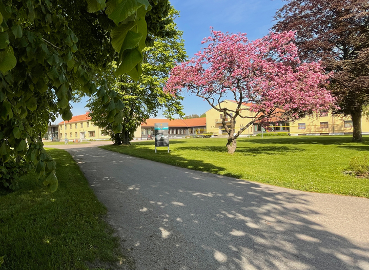 Bilde av skolebygningene med blomstrende tre i forgrunnen