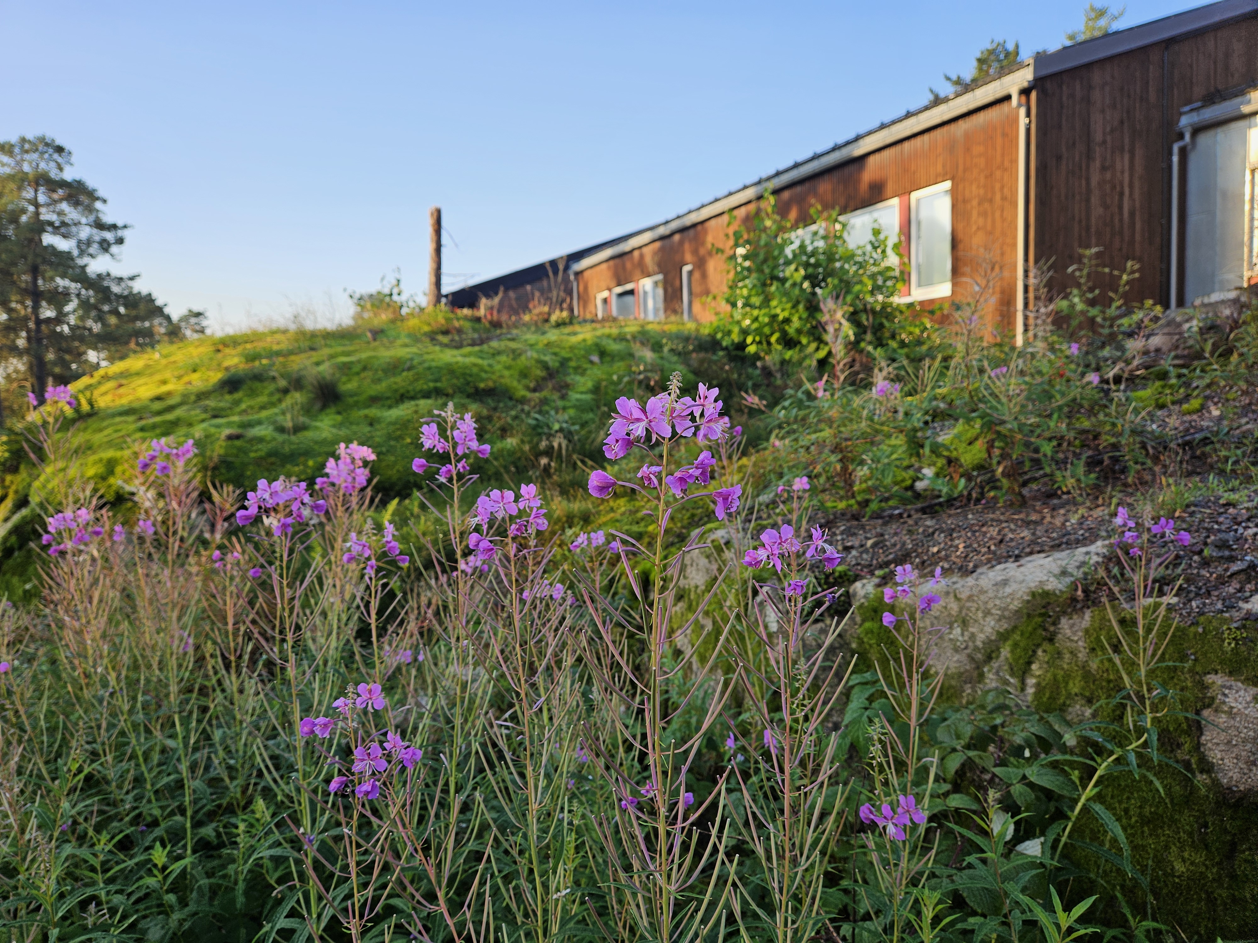 Bilde: Sommerblomster foran skolen
