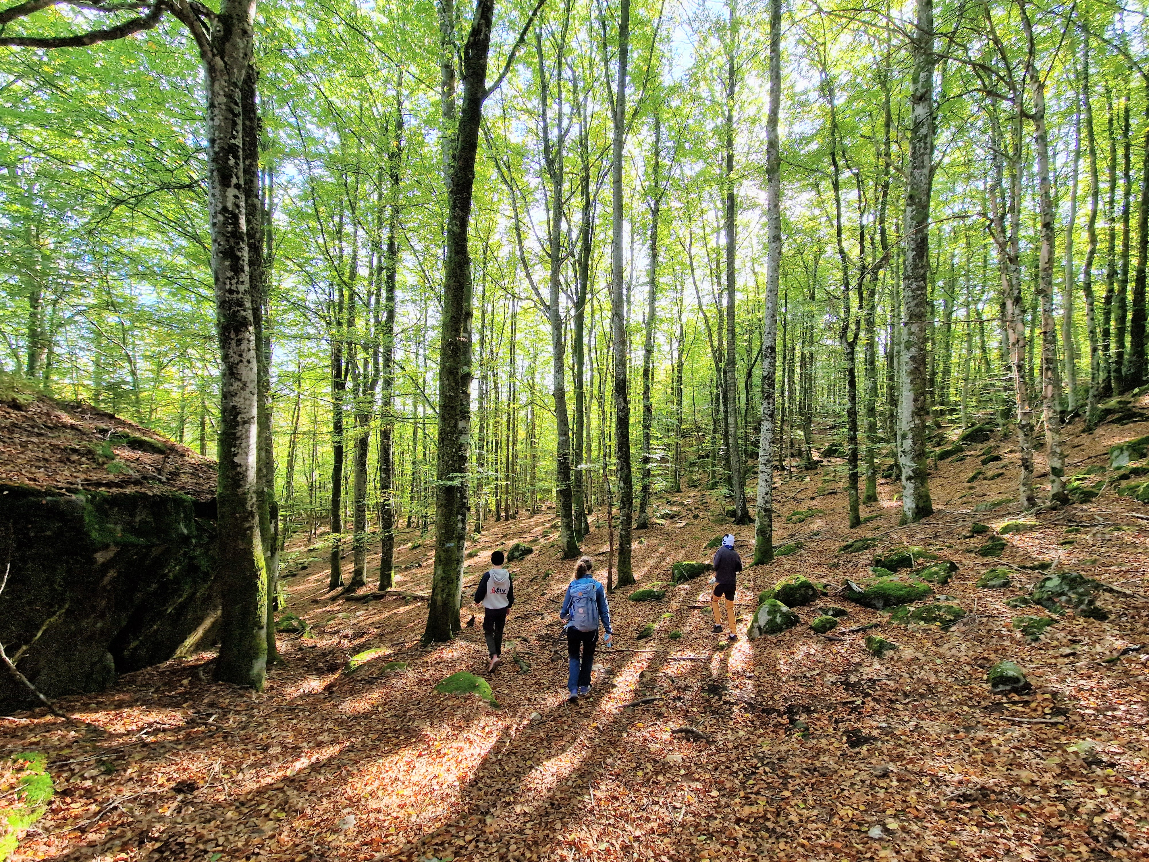 En mor og to barn går tur i en bøkeskog.