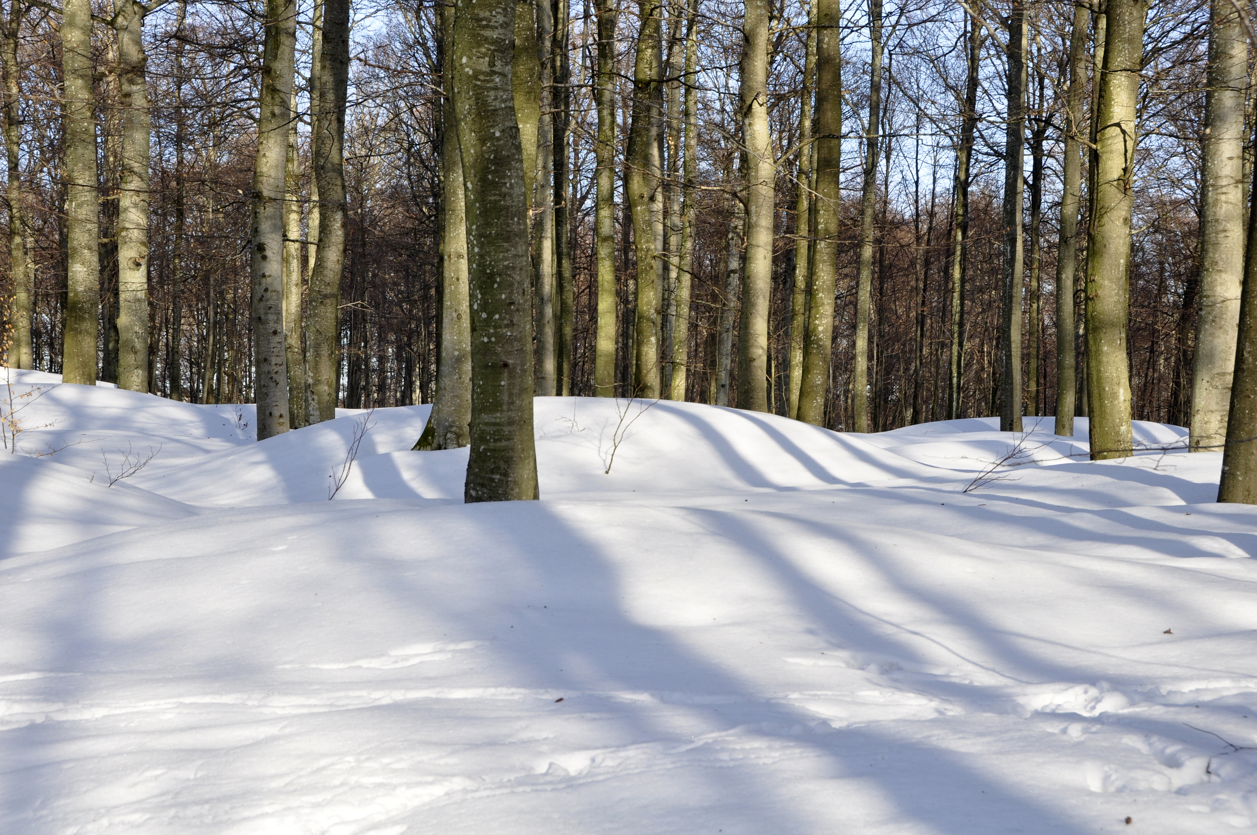 Vinter i Bøkeskogen
