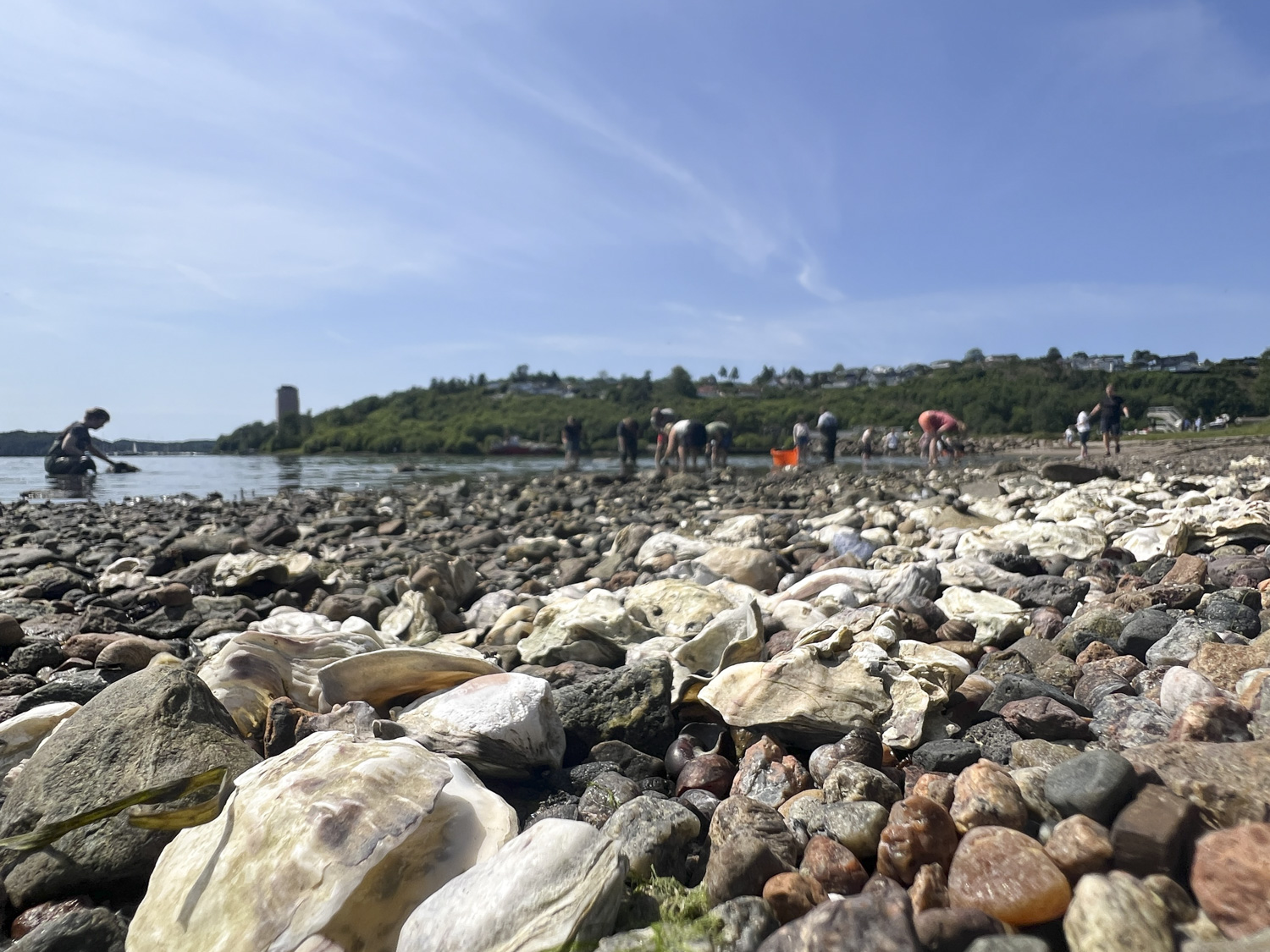 Stillehavsøsters på stranden