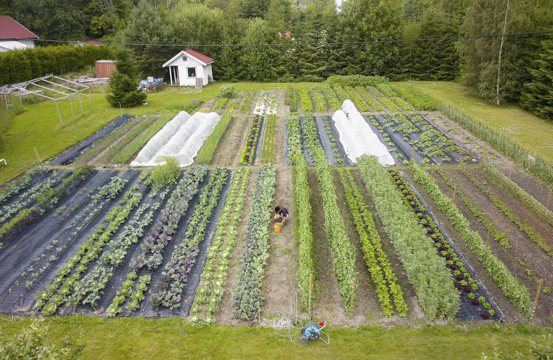 Ulike grønnsaker i jorda, ute.