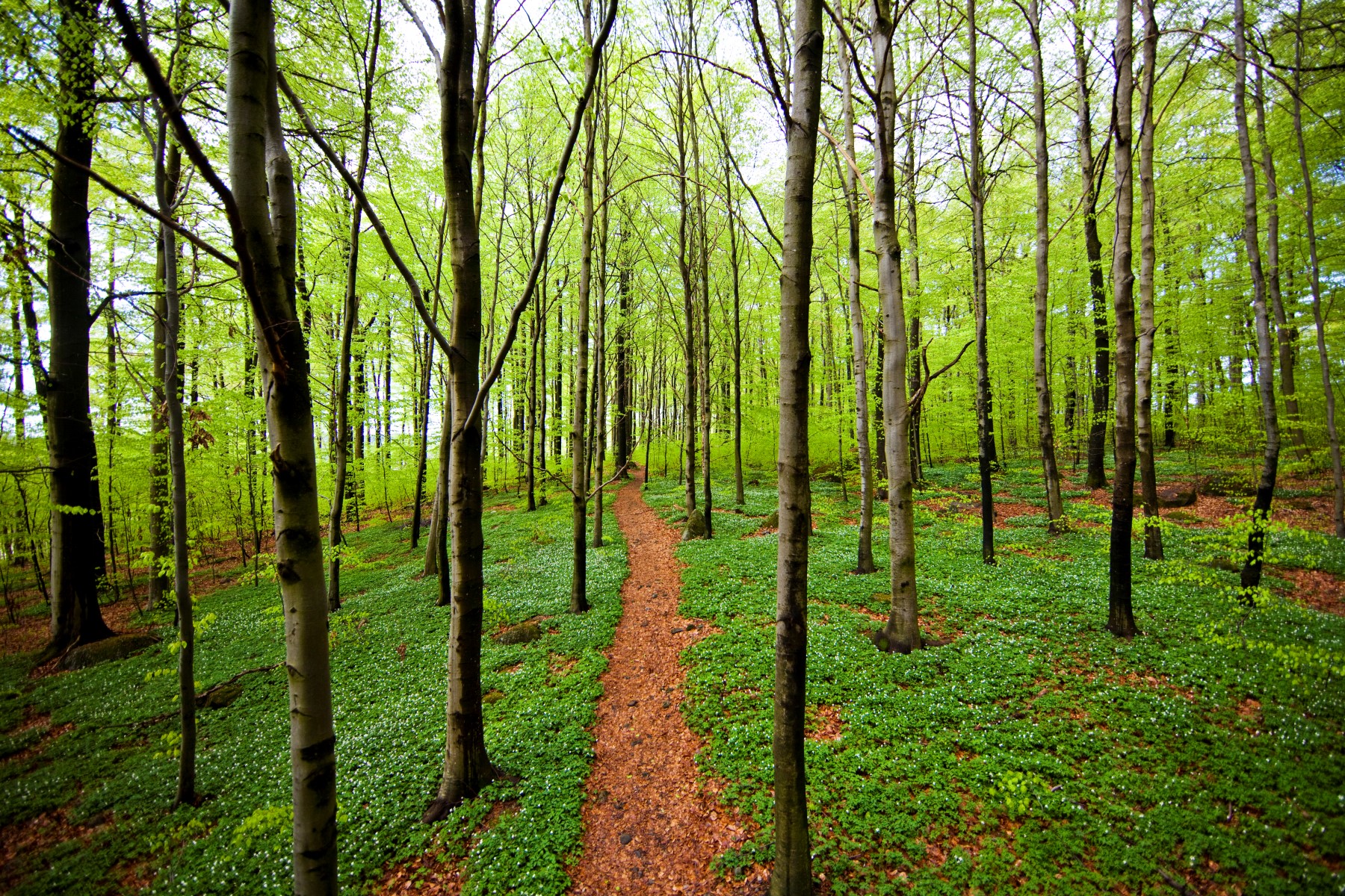 Grønn skog med en sti i midten